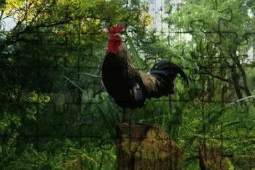 galo jigsaw puzzle
