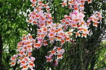 orquideas