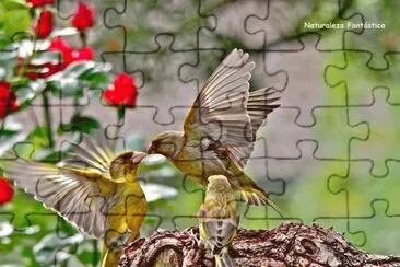 PAJARITOS