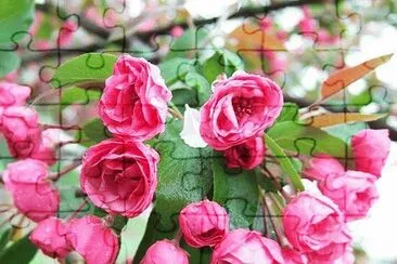 Flowers For Your Garden jigsaw puzzle