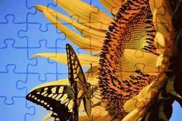 Sunflower  Butterfly jigsaw puzzle