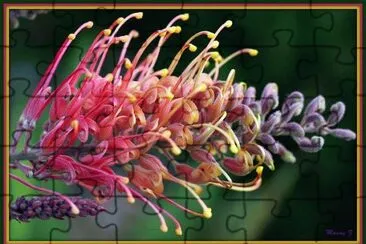 Grevillea Superba jigsaw puzzle