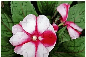 impatient de nouvelle guinÃ©e jigsaw puzzle