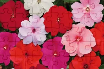 impatients jigsaw puzzle