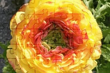Ranuncolo Persiano jigsaw puzzle