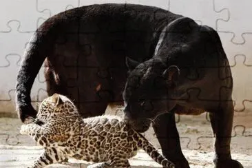 animaux: