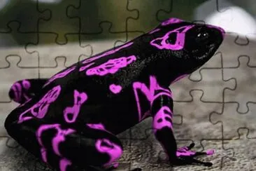 animaux: grenouille