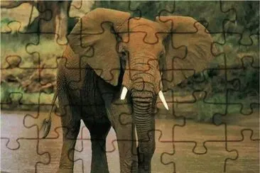 animaux: Ã©lÃ©phant jigsaw puzzle