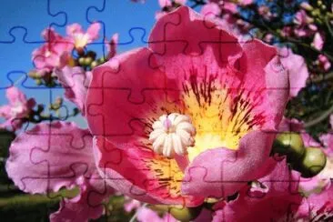 Paineira Rosa