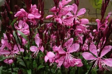 gaura