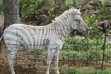 - zebra albina jigsaw puzzle