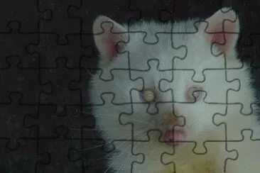 פאזל של - animais albino!