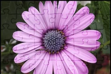 fleur