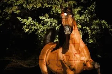 פאזל של - cavalo..