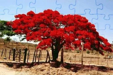 - lindeza