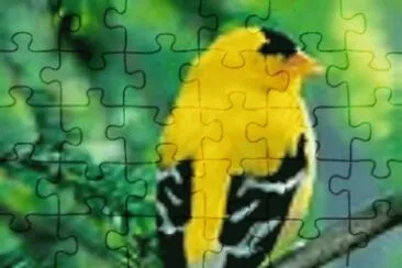 yellow bird