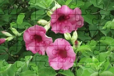 fleurs des iles jigsaw puzzle