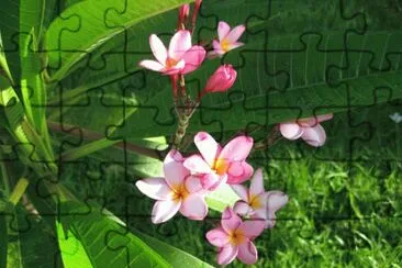 fleurs des iles jigsaw puzzle