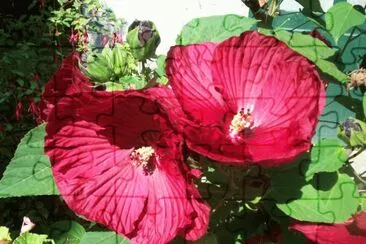 fleurs ? jigsaw puzzle