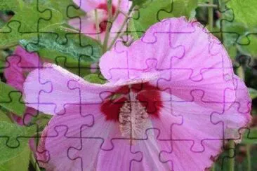 hibiscus geant jigsaw puzzle