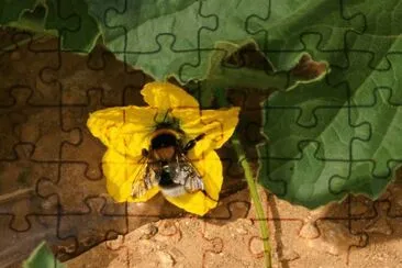 פאזל של Natura