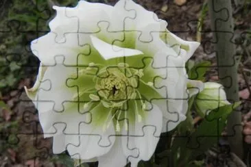 fleur jigsaw puzzle