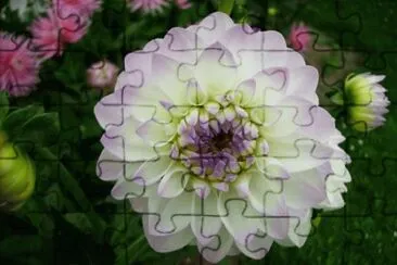 dahlia