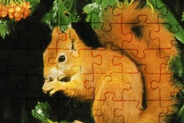 Esquirol jigsaw puzzle
