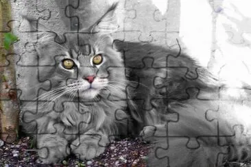 animaux: chat