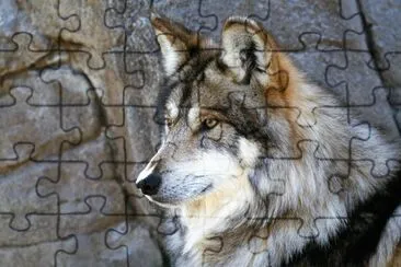 animaux: loup