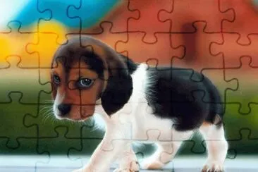 animaux: chien beagle