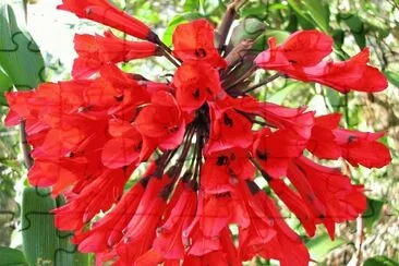 fleurs: Bomarea jigsaw puzzle