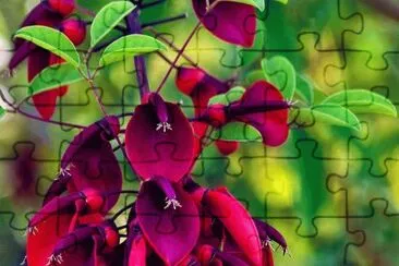 fleurs: jigsaw puzzle