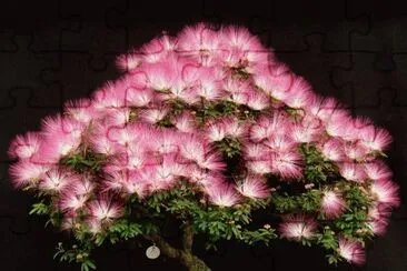 fleurs: Caliandra jigsaw puzzle