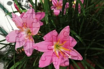 פאזל של zephyranthes