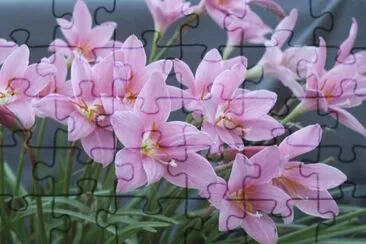 fleurs jigsaw puzzle