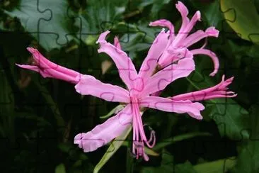 nÃ©rine jigsaw puzzle