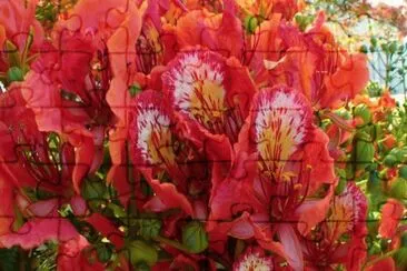 Flamboyant state Flower St Eustatius