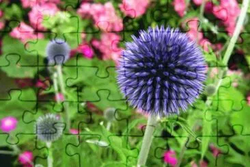echinops