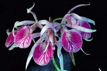 fleurs jigsaw puzzle