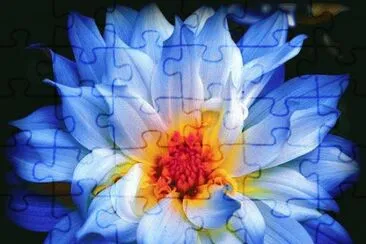 fleurs jigsaw puzzle