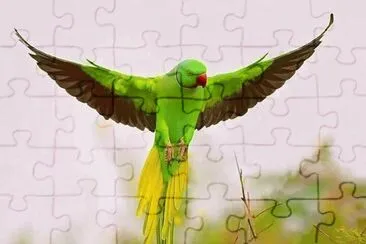 EL QUE ES PERICO DONDE QUIERA ES VERDE. jigsaw puzzle