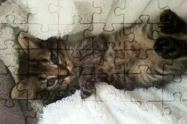 chaton de marion