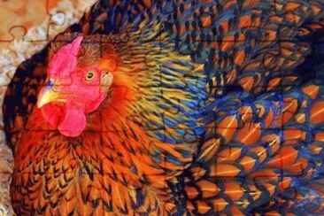 Golden Laced Wyandotte