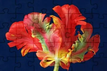 Parrot Tulip