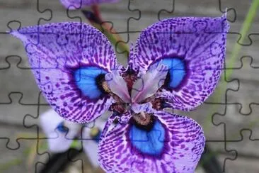 m jigsaw puzzle