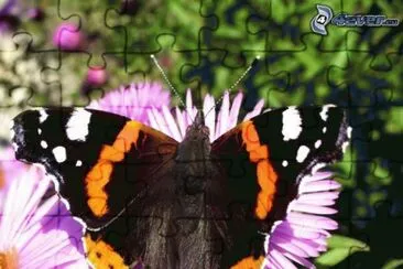 פאזל של papillon