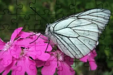 papillon