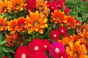 Flores cores quentes jigsaw puzzle