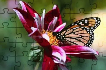 papillon jigsaw puzzle